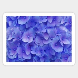 Hydrangea blue Sticker